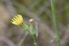 Sonchus asper